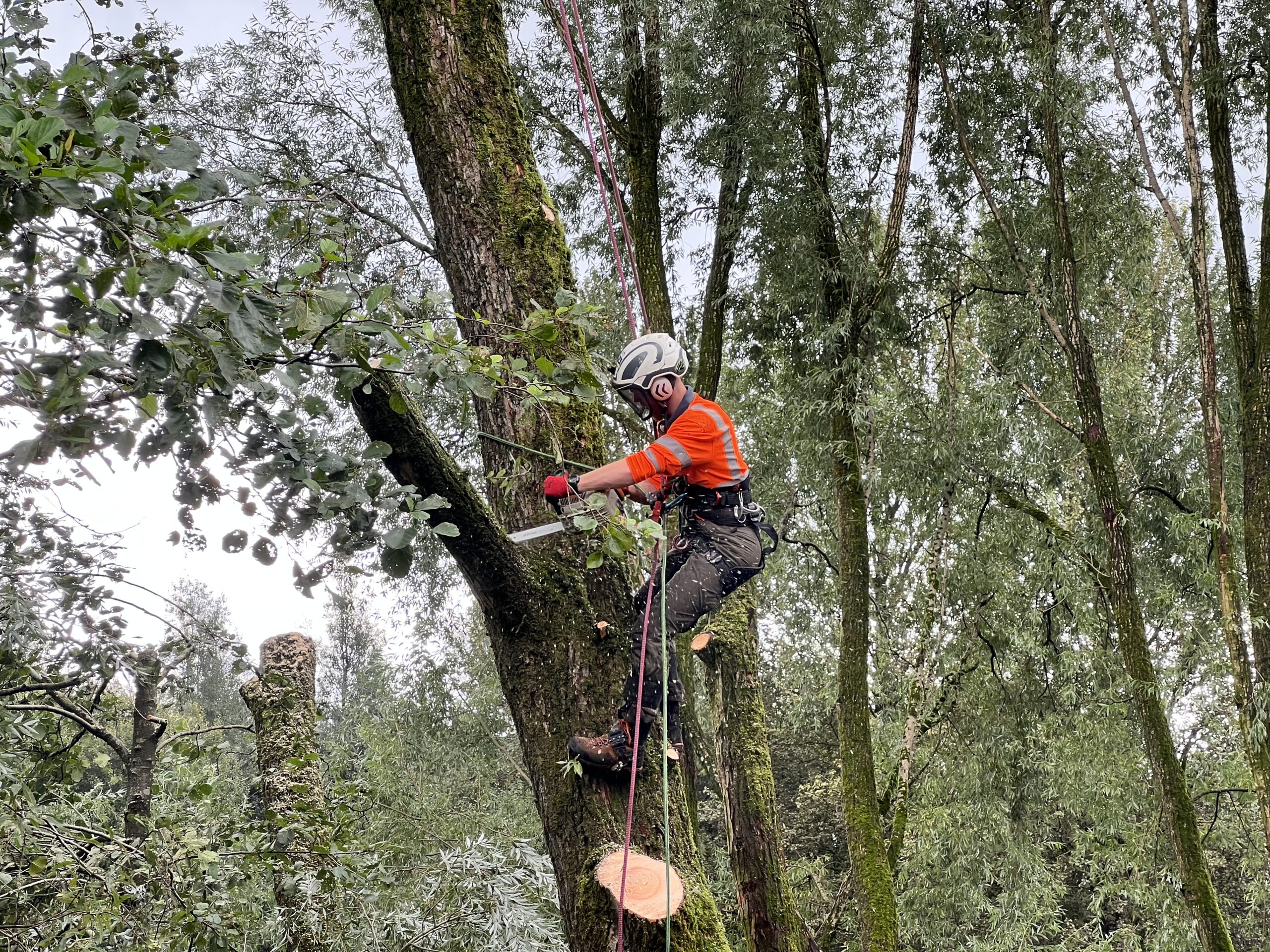 Arboriculture